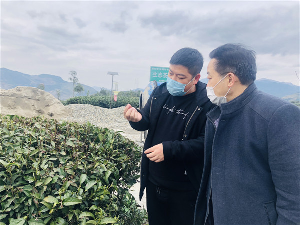 杨向东（右）和岭后村党支部书记林国宝探讨春茶开采用工事宜.jpg