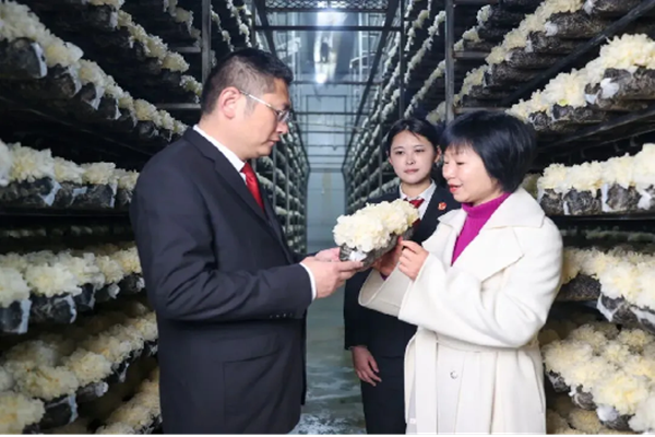 ▲ 张家巧给古田法院司法服务队介绍银耳长势情况.png