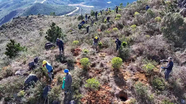 工作人员在周宁国有林场仙风山补种枫香树苗 叶晓晖.jpg